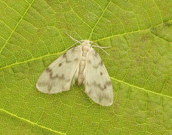 72.036 BF2038 Muslin Footman Nudaria mundan