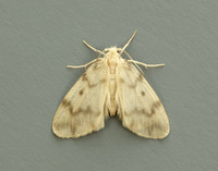 72.036 BF2038 Muslin Footman Nudaria mundan