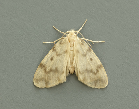 72.036 BF2038 Muslin Footman Nudaria mundan