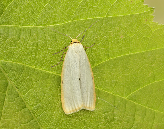 72.038 BF2040 Four-dotted Footman Cybosia mesomella