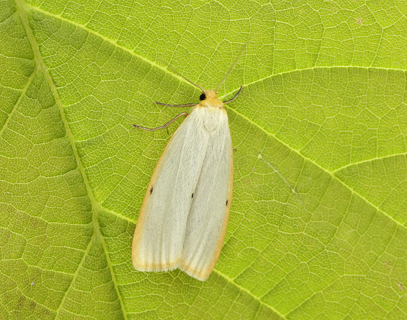 72.038 BF2040 Four-dotted Footman Cybosia mesomella