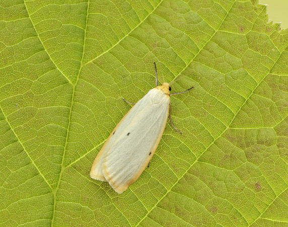 72.038 BF2040 Four-dotted Footman Cybosia mesomella