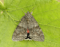 72.078 BF2452 Red Underwing Catocala nupta