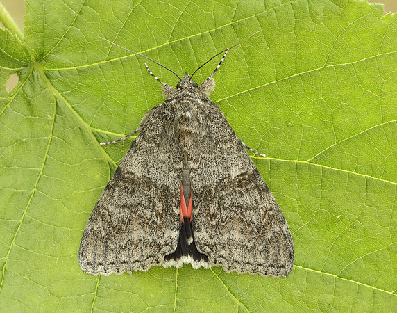 72.078 BF2452 Red Underwing Catocala nupta