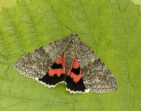 72.078 BF2452 Red Underwing Catocala nupta