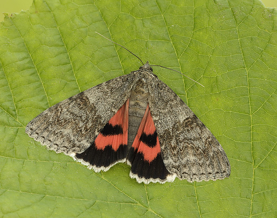 72.078 BF2452 Red Underwing Catocala nupta