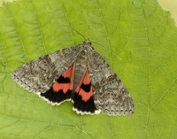 72.078 BF2452 Red Underwing Catocala nupta