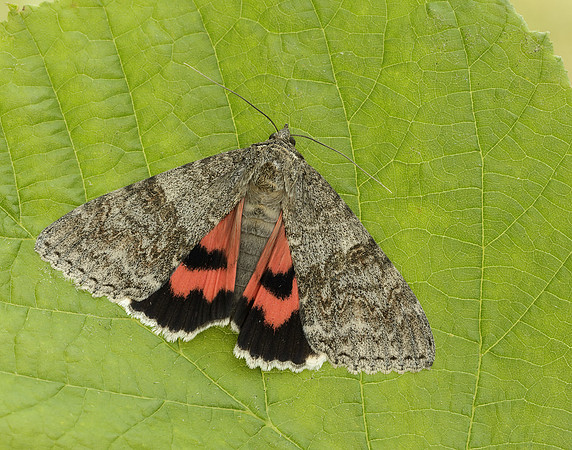 72.078 BF2452 Red Underwing Catocala nupta