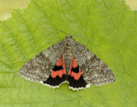 72.078 BF2452 Red Underwing Catocala nupta