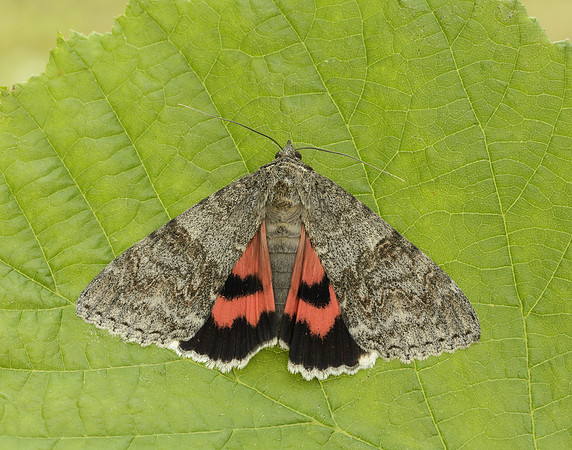 72.078 BF2452 Red Underwing Catocala nupta