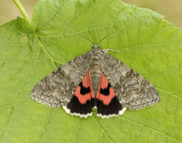 72.078 BF2452 Red Underwing Catocala nupta