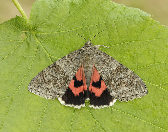 72.078 BF2452 Red Underwing Catocala nupta