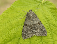 72.078 BF2452 Red Underwing Catocala nupta
