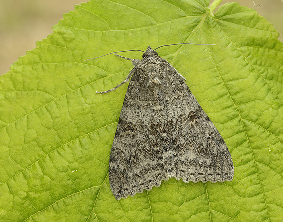 72.078 BF2452 Red Underwing Catocala nupta