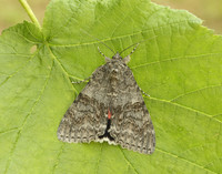 72.078 BF2452 Red Underwing Catocala nupta