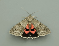 72.078 BF2452 Red Underwing Catocala nupta