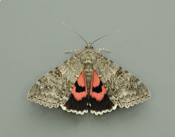 72.078 BF2452 Red Underwing Catocala nupta