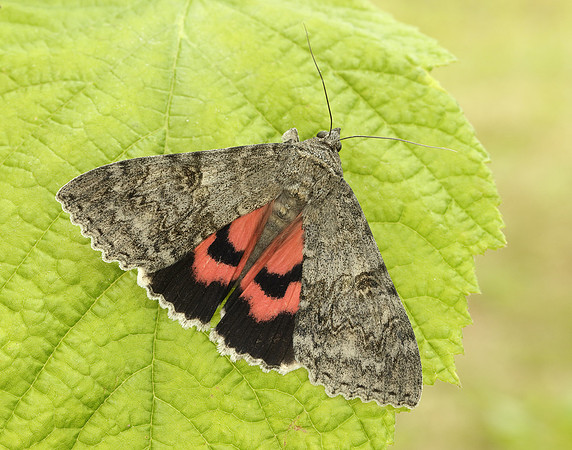 72.078 BF2452 Red Underwing Catocala nupta