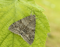 72.078 BF2452 Red Underwing Catocala nupta