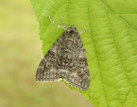72.078 BF2452 Red Underwing Catocala nupta