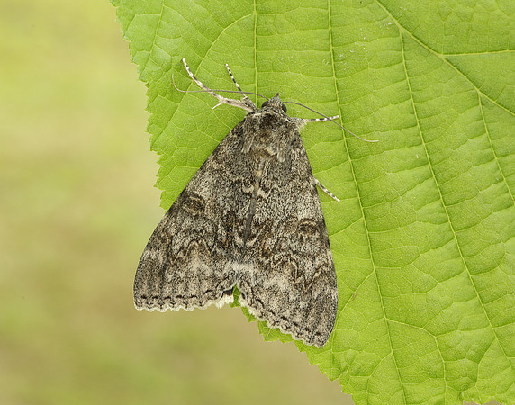72.078 BF2452 Red Underwing Catocala nupta