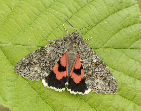 72.078 BF2452 Red Underwing Catocala nupta