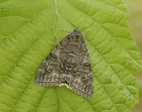 72.078 BF2452 Red Underwing Catocala nupta