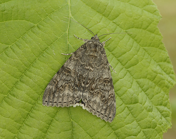72.078 BF2452 Red Underwing Catocala nupta