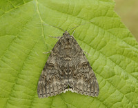 72.078 BF2452 Red Underwing Catocala nupta