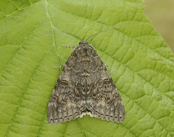 72.078 BF2452 Red Underwing Catocala nupta