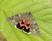 72.078 BF2452 Red Underwing Catocala nupta