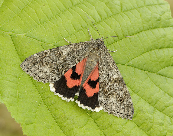 72.078 BF2452 Red Underwing Catocala nupta