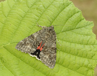 72.078 BF2452 Red Underwing Catocala nupta