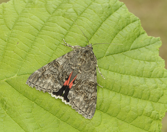 72.078 BF2452 Red Underwing Catocala nupta