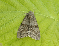 72.078 BF2452 Red Underwing Catocala nupta