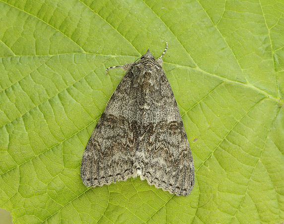 72.078 BF2452 Red Underwing Catocala nupta