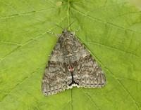 72.078 BF2452 Red Underwing Catocala nupta