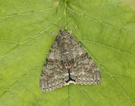 72.078 BF2452 Red Underwing Catocala nupta