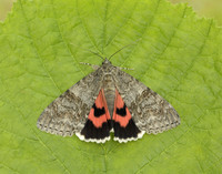 72.078 BF2452 Red Underwing Catocala nupta
