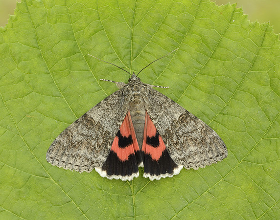 72.078 BF2452 Red Underwing Catocala nupta