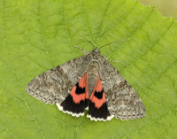 72.078 BF2452 Red Underwing Catocala nupta