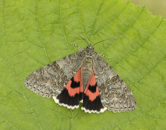 72.078 BF2452 Red Underwing Catocala nupta