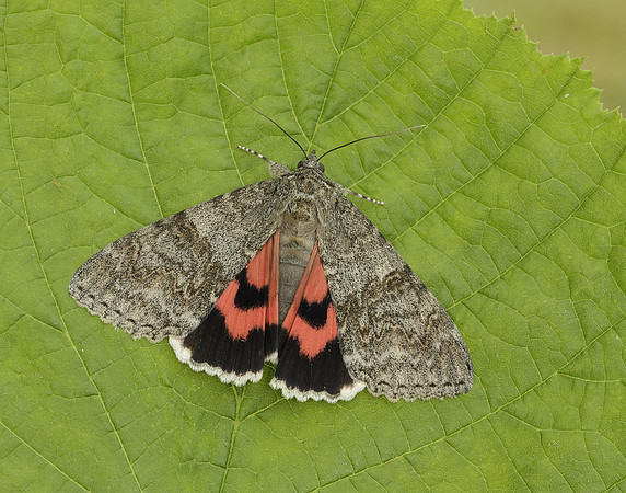 72.078 BF2452 Red Underwing Catocala nupta