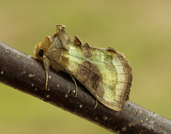 73.012 BF2434 Burnished Brass Diachrysia chrysitis