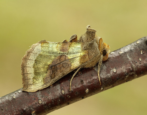 73.012 BF2434 Burnished Brass Diachrysia chrysitis