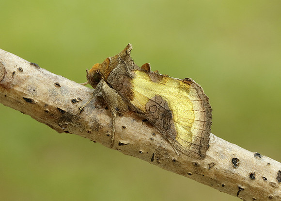 73.012 BF2434 Burnished Brass Diachrysia chrysitis