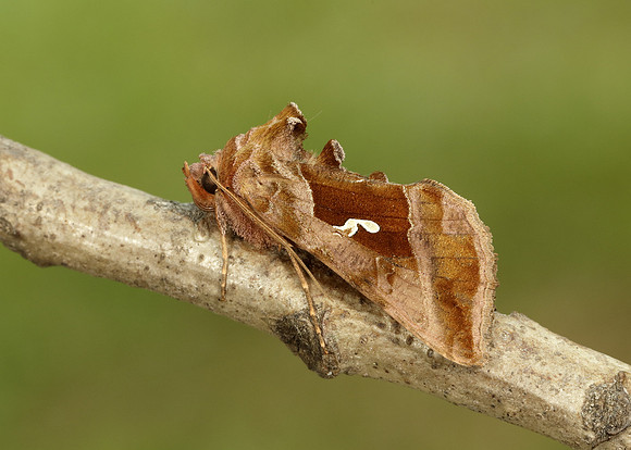 73.017 BF2443 Plain Golden Y Autographa jota