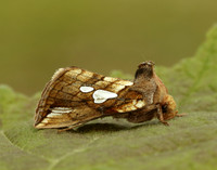 73.023 BF2440 Lempke's Gold Spot Plusia putnami
