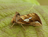 73.023 BF2440 Lempke's Gold Spot Plusia putnami
