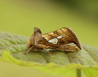 73.023 BF2440 Lempke's Gold Spot Plusia putnami
